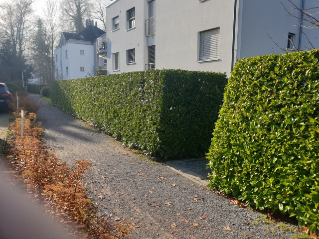 Heckenschnitt_2.jpg